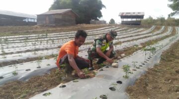 Demi Meningkatkan Ketahanan Pangan Babinsa Koramil 06/Tripe Jaya Komsos Dengan Petani Cabe