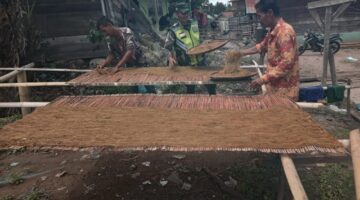 Babinsa  Bantu Proses Penjemuran Tembakau Petani Desa Binaan