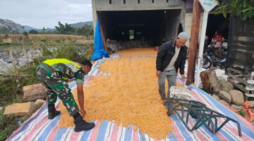 Babinsa Dampingi Warga Panen Jagung